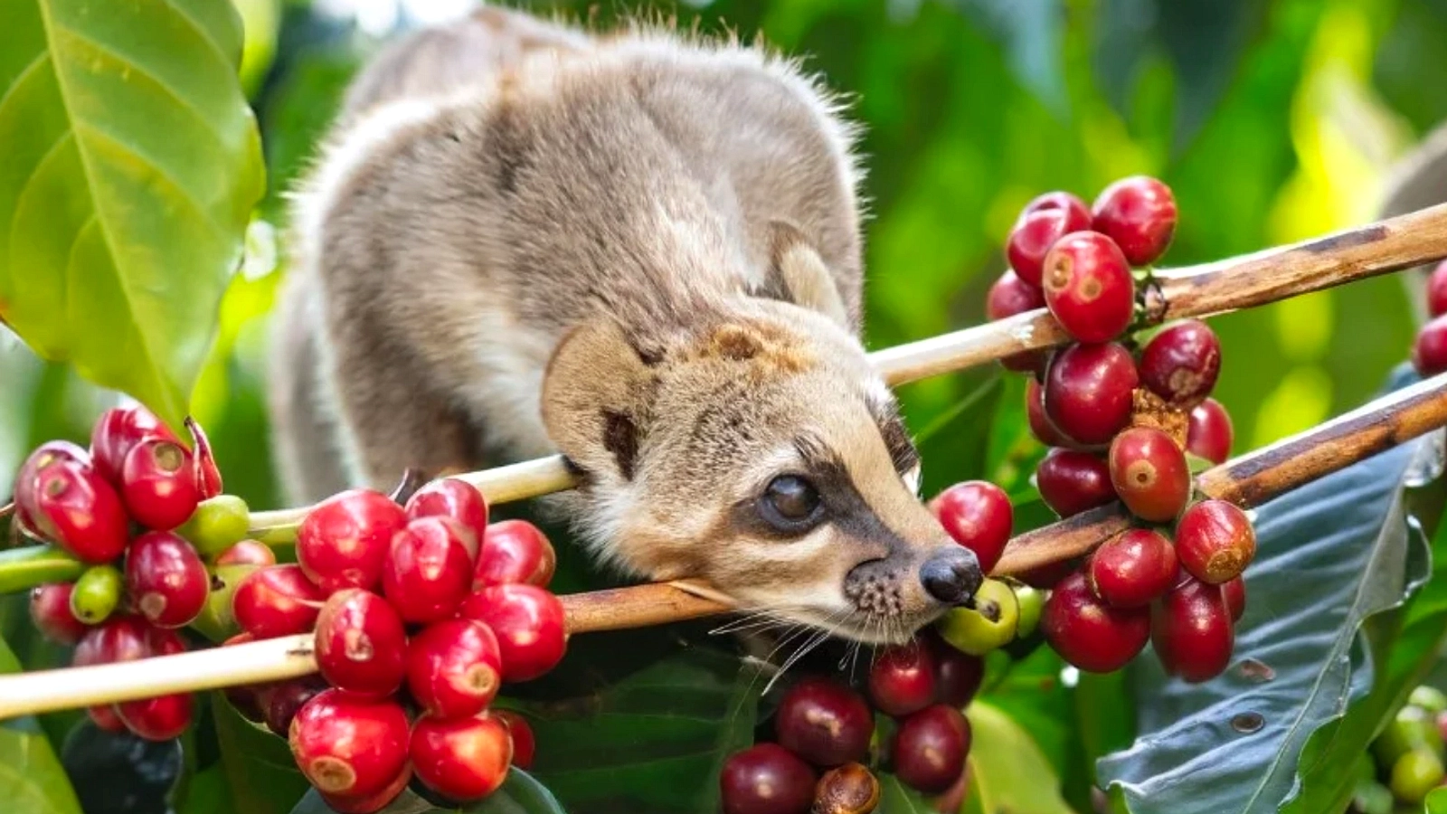 Kopi Luwak: Dari Kotoran ke Harga Selangit