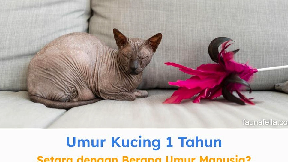 Kucing Bisa Hidup 20 Tahun: Faktor Lingkungan dan Ras