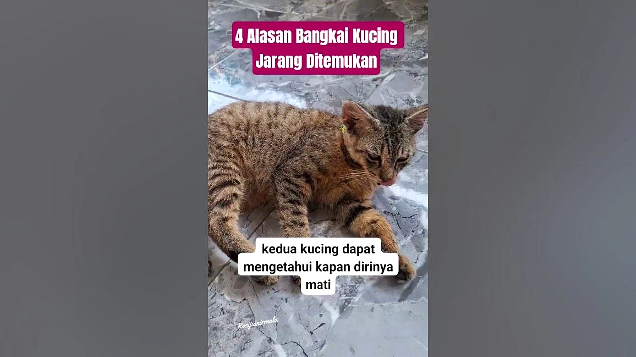 Kucing Menghilang Saat Sakit: Alasan Insting Alam & Perilaku