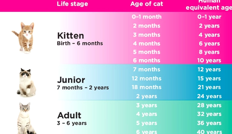 Kucing Seumur 38 Tahun Setara 168 Tahun Manusia Di Dunia