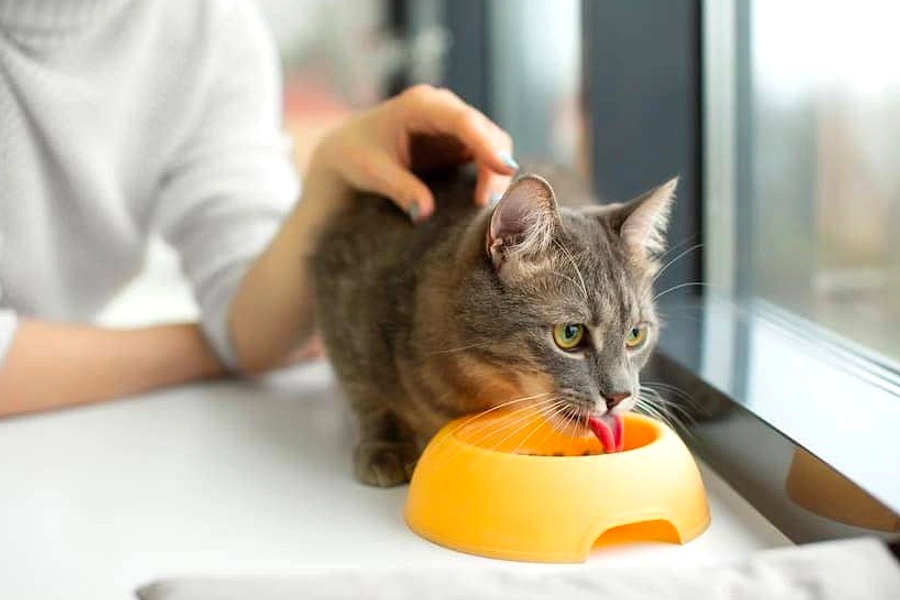 Kucing Tak Pilih Gender, Hanya Cari yang Beri Makan