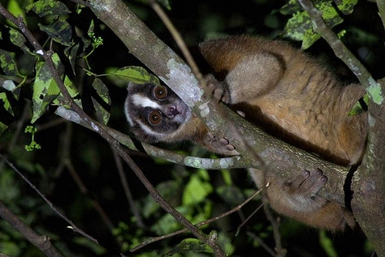 Kukang Jawa Tersetrum Tiang Listrik, Warga Ciamis Geger