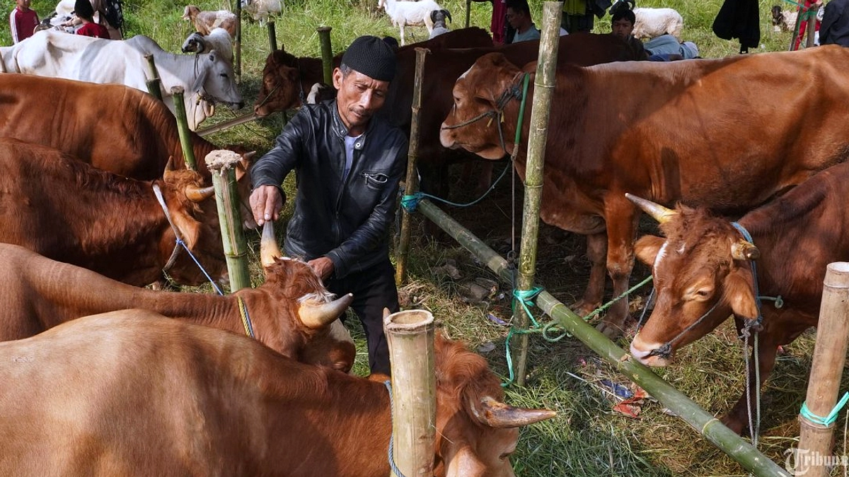 Kurban Online: Apakah Hadir di Tempat Penyaluran Wajib?