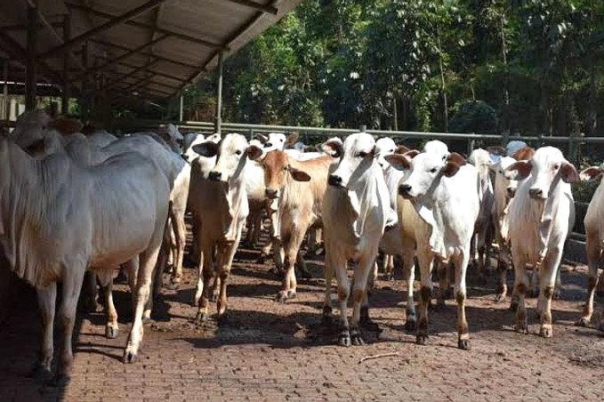 Kurban Sapi Patungan: Maksimal 7 Orang Per Ekor Sapi