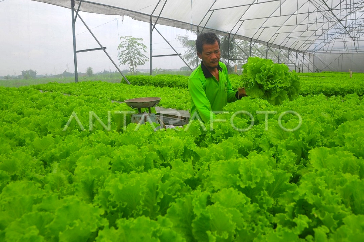 Kusnandar Bangun Hidroponik Selada 1 Kwintal di Pangandaran