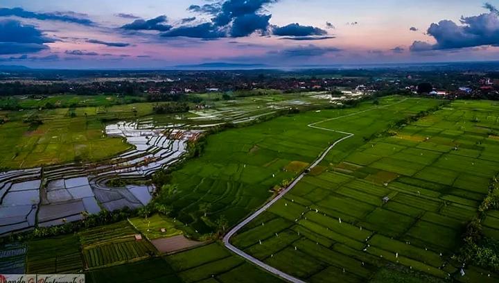 Lahan Subak Denpasar Berkurang, Ancaman Ketahanan Pangan