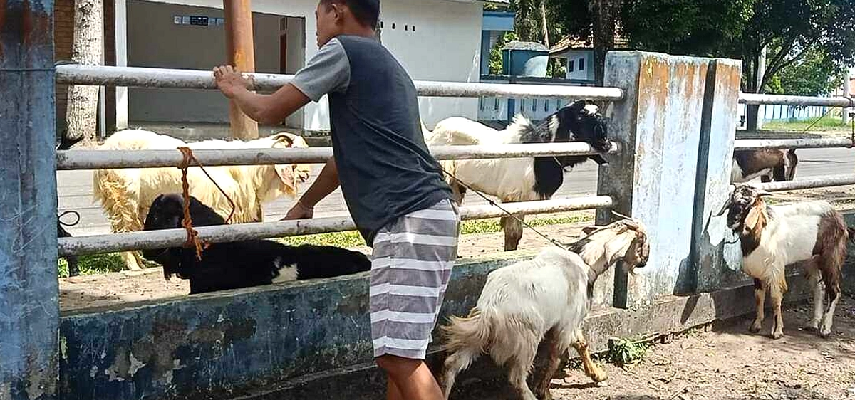 Larangan Utama Kurban 1447 H: Tidak Potong Rambut & Kuku