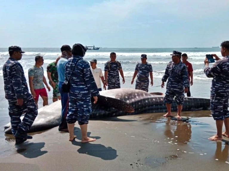 Lima Hiu Tutul Terdampar di Cilacap dalam Dua Bulan