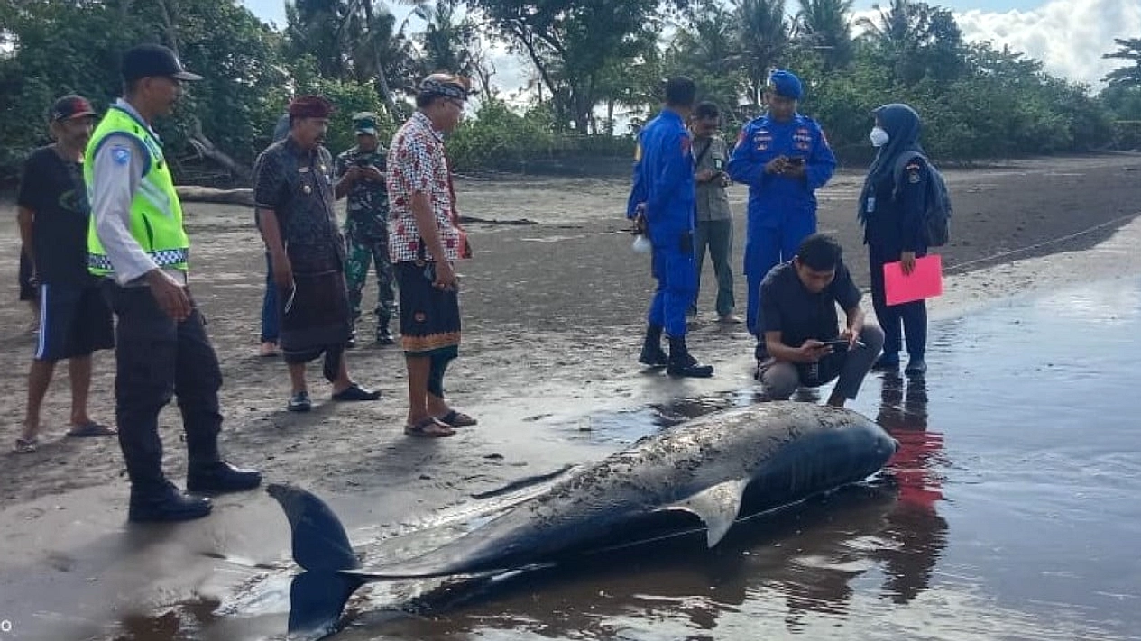 Lumba-Lumba Hidung Botol Mati Terdampar Pantai Yehsumbul
