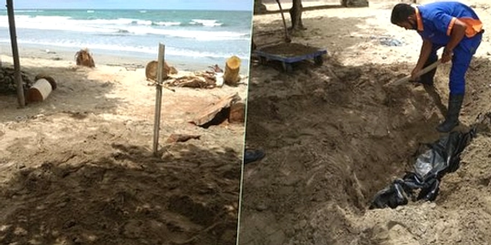 Lumba‑lumba mati ditemukan di pantai Batu Kebo, Bali