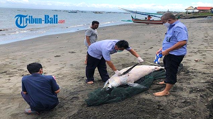 Lumba‑Lumba Moncong Panjang Terbukti Mati di Pantai Perancak