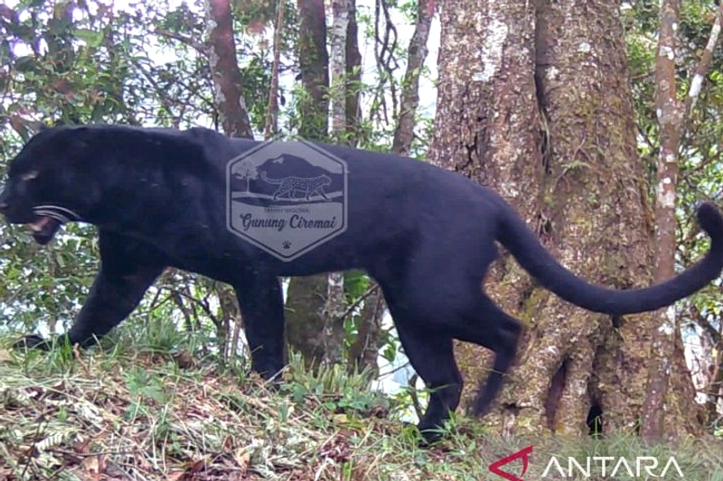 Macan Tutul Liar Di Gunung Mas Berhasil Dievakuasi Diobati