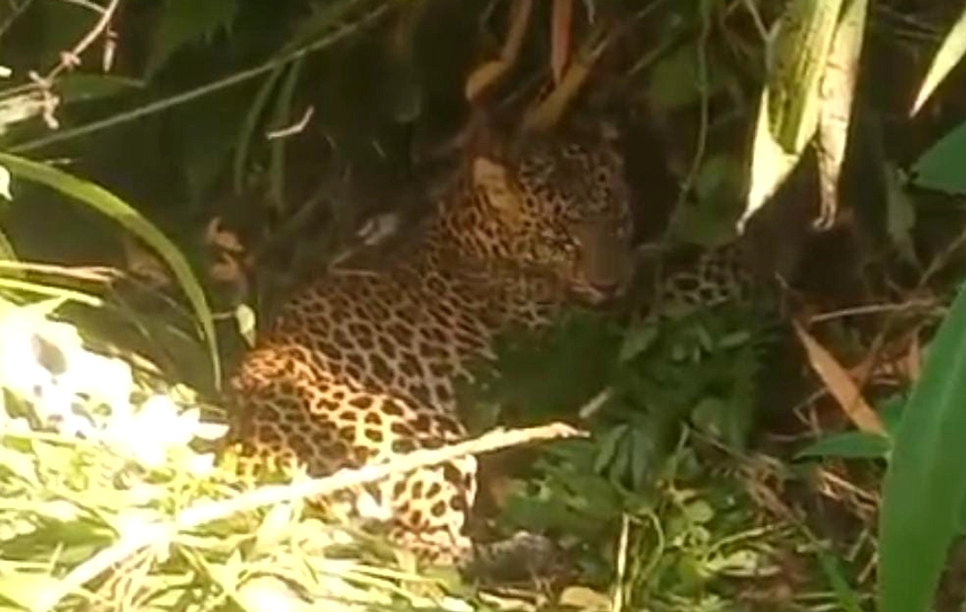 Macan Tutul Tertangkap di Kampung Gunung Mas, Bogor