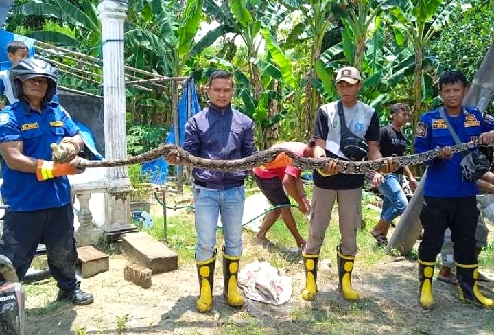 Mahasiswa Laporkan Ular Piton, Damkar Tiba di Jember