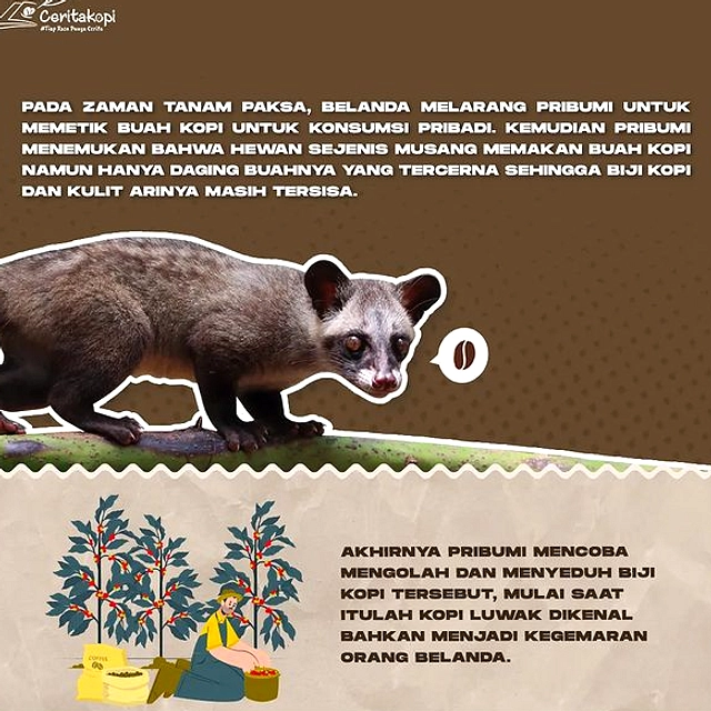 Makanan Unik: Kopi Luwak, Teh Panda, dan Bir Gajah