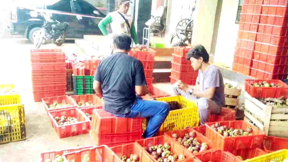 Manggis Malaysia Lebih Mahal, Menjadi 'Ratu Buah' Dari Durian