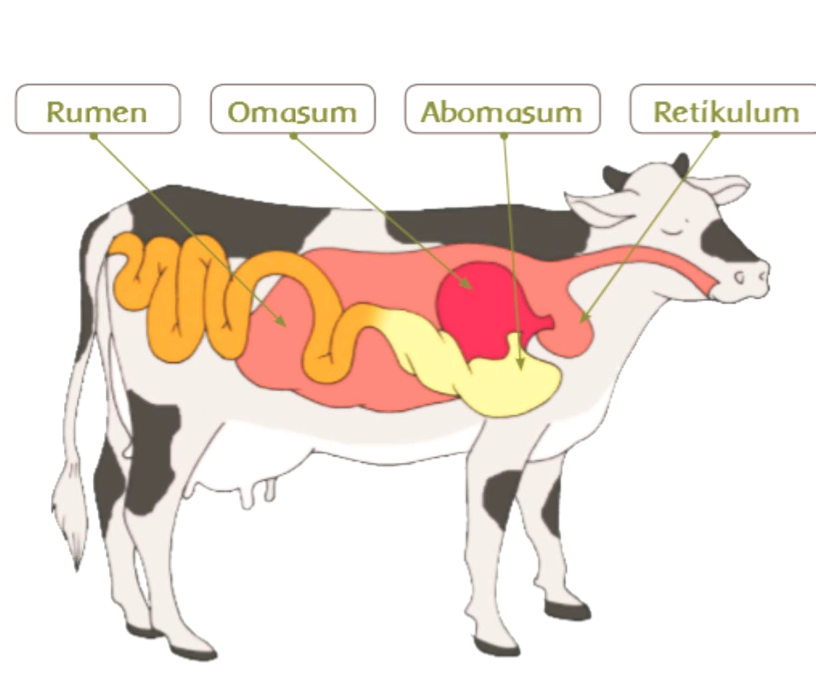 Manusia Tidak Bisa Makan Rumput Karena Lignin & Selulosa