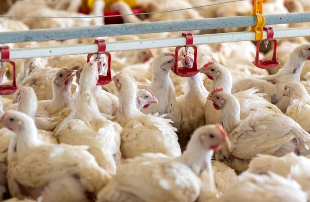 Mentan Perintahkan Percepat Proyek Ayam Terintegrasi