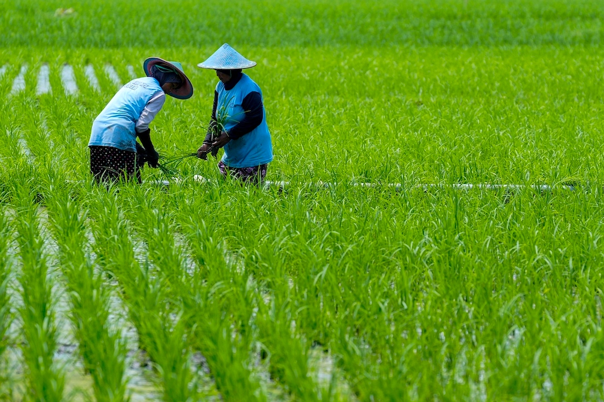 Menteri Amran Janji Tambah Traktor dan Benih untuk Petani Indramayu