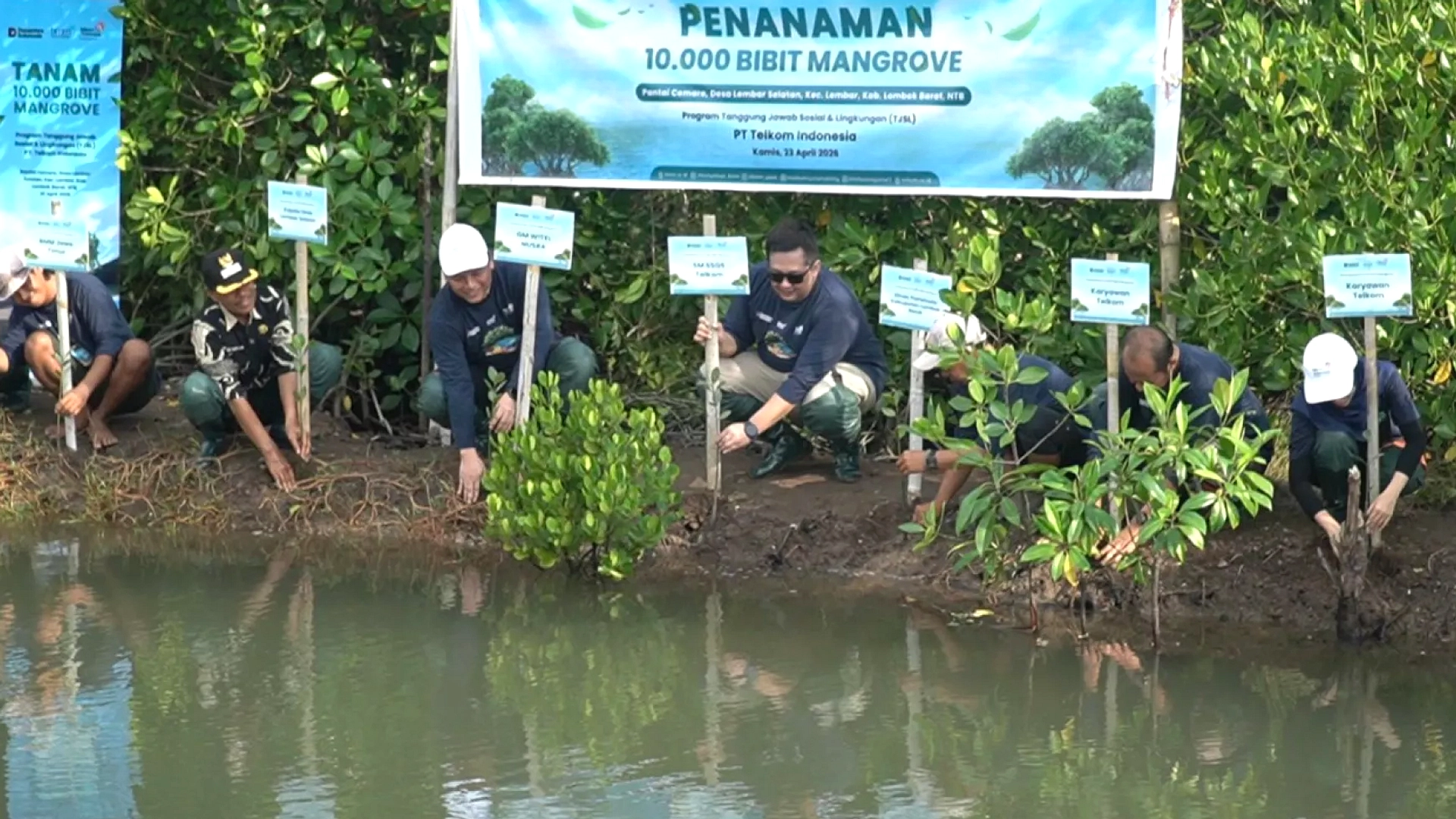 Menteri Tanam 1,5 Juta Mangrove Bareng Freeport di Sumbawa