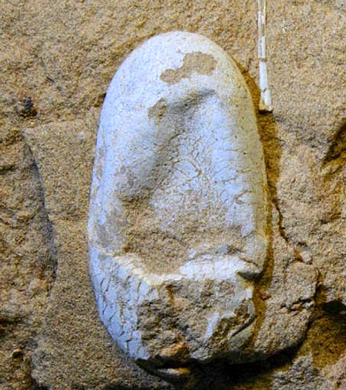 Mèze: Ratusan Telur Dinosaurus Kapur Akhir Ditemukan Prancis