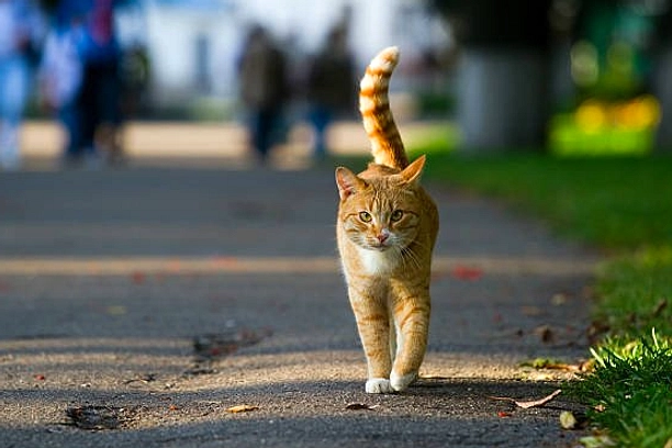 Mitos Menabrak Kucing Di Solo: Nilai & Cara Praktis