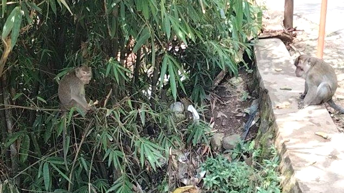 Monyet Liar Masuk Sukabumi, Dihandap dan Kembali ke Alam