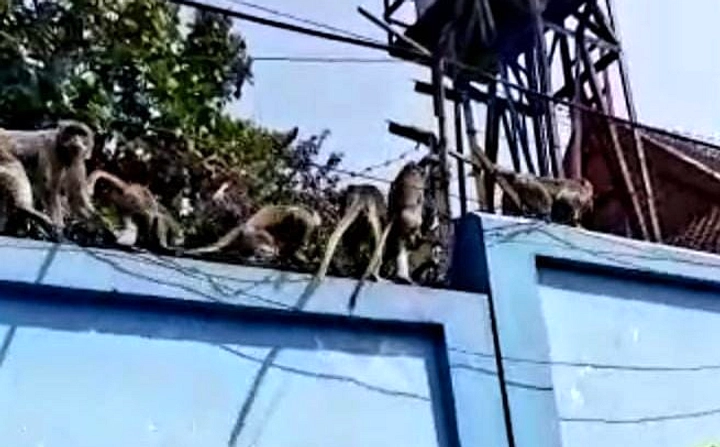 Monyet Serang Kampung Kalialang Baru, Warga Pakai Katapel
