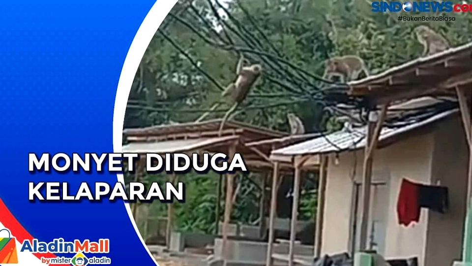 Monyet Serang Kebun Pisang di Kampung Kalialang Baru