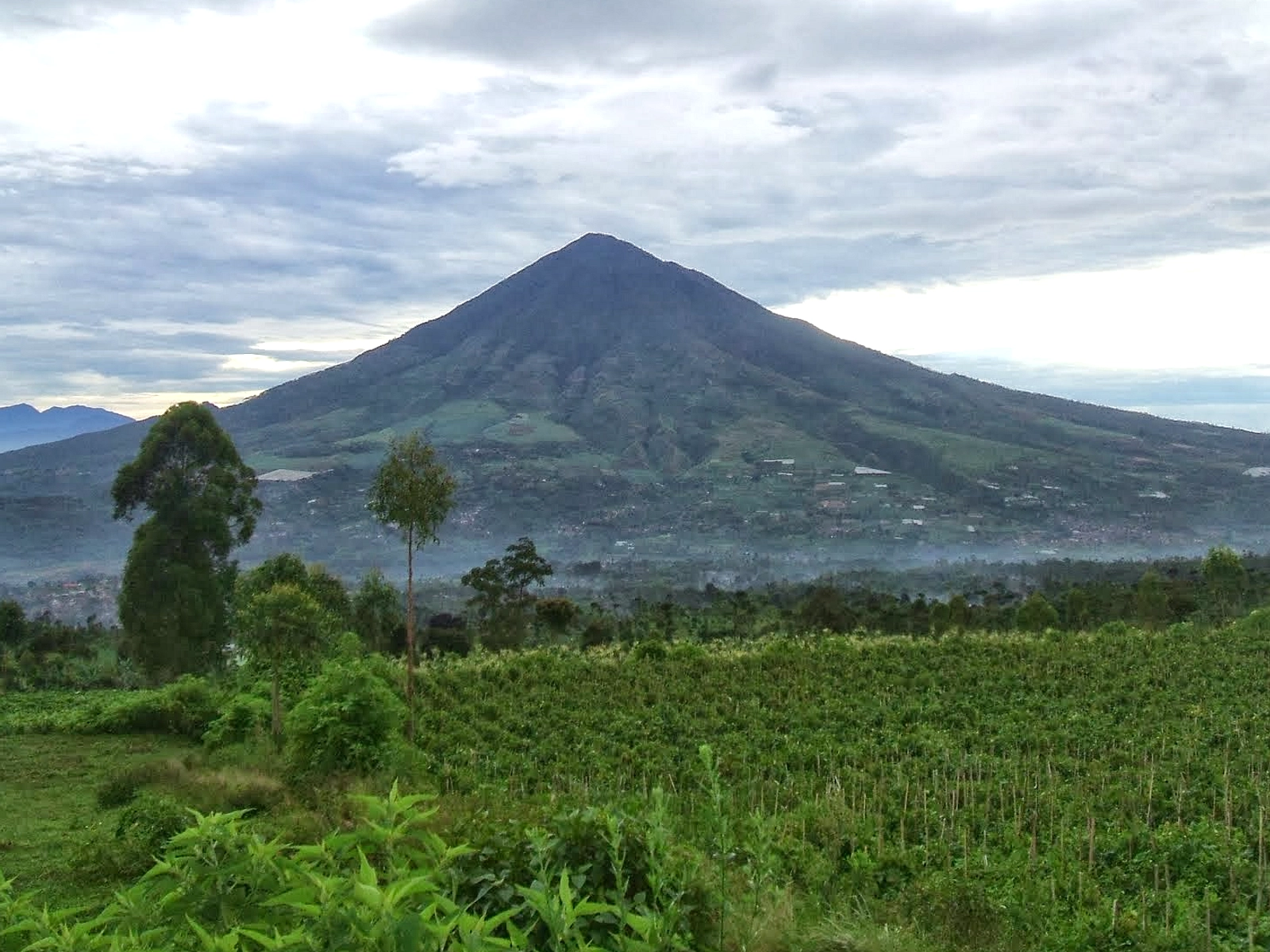 Naga Jawa Ditemukan di Puncak Gunung Sanggabuana