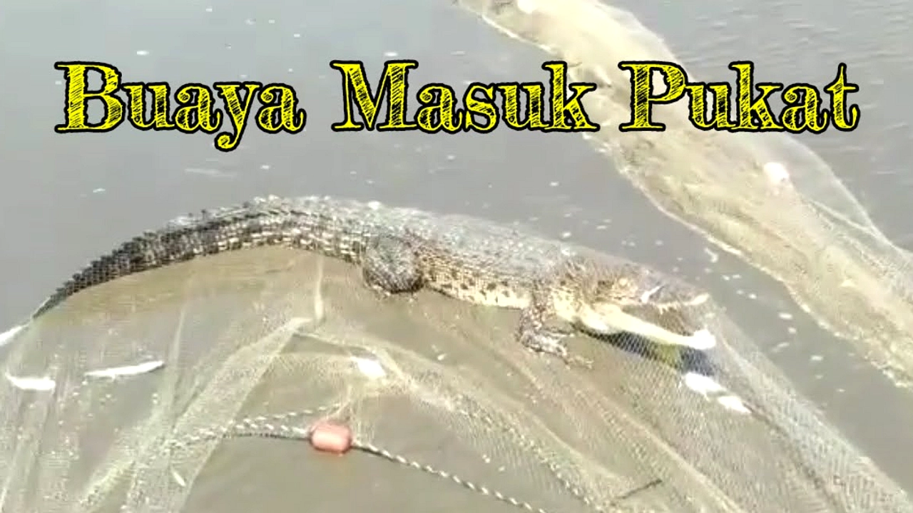 Nelayan Diseret Buaya Saat Memanah Ikan di Pasangkayu