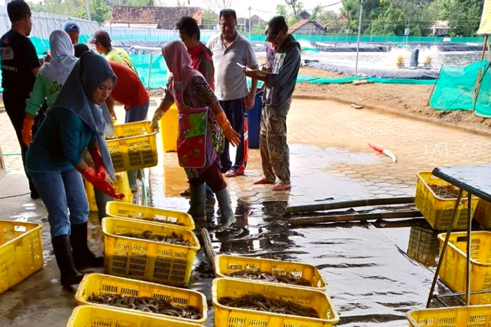 NTT Undang Swasta Bangun Kawasan Tambak Udang Terintegrasi