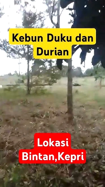 OKU Pakai Kultur Jaringan untuk Pisang, Durian, Duku