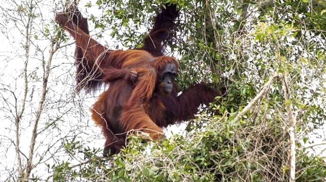Orangutan Kalimantan Datang ke Jepang: Kerja Sama Konservasi