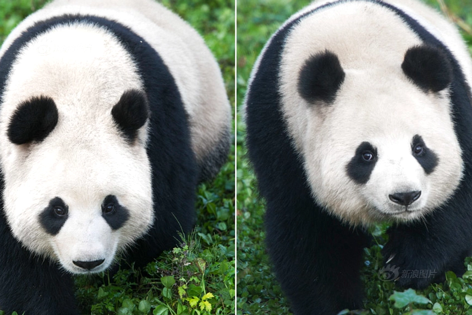 Panda Ai Bao Lahir Anak Betina di Everland, Korea Selatan