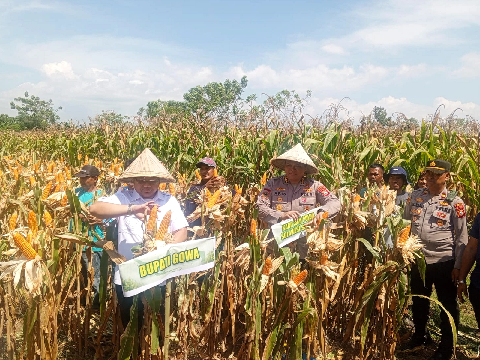 Panen Raya Jagung Sumsel 124.901 Ton, Dukungan Tinggi