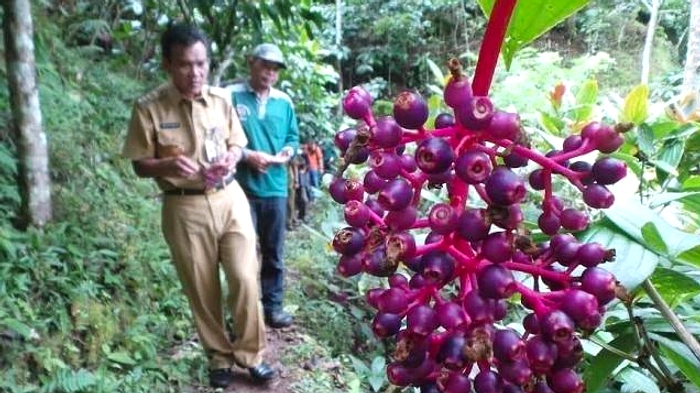 Parijoto: Tanaman Tradisional Muria Berpotensi Antioksidan