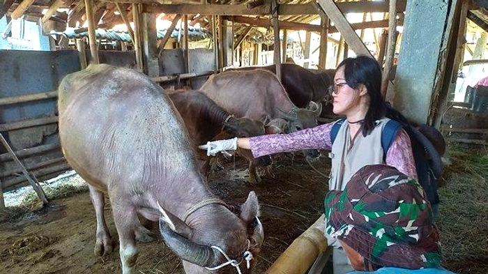 Pasar Hewan Kudus: Kerbau Menjadi Kurban Utama Idul Adha