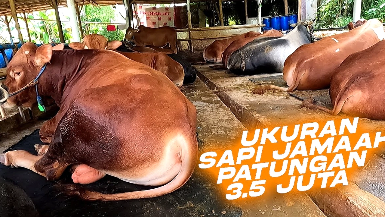 Patungan Kurban Sapi 7 Orang Sah, Batas Maksimal 7 Indonesia