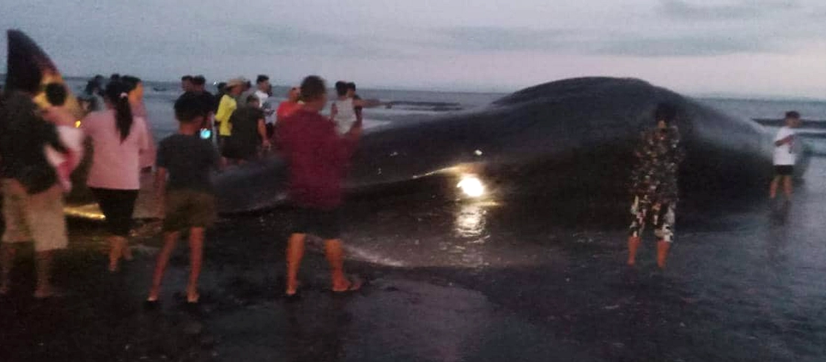 Paus 7,7 Meter Mati di Pantai Perancak