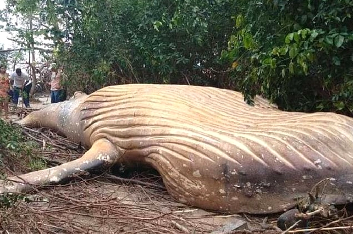 Paus Bungkuk Mati Usai Dua Kali Dievakuasi di Pantai Perancak