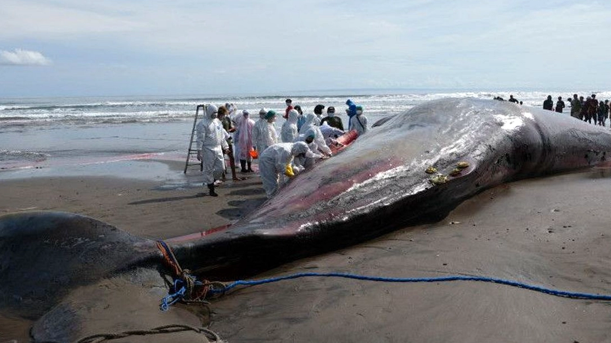 Paus Raksasa Terdampar Kandap di Pantai Nusasari, Bali