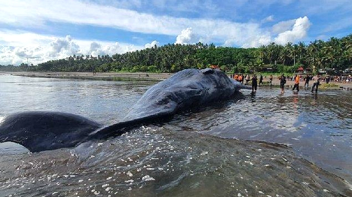 Paus Terdampar di Pantai Perancak, Warga Gagal Dorong ke Laut