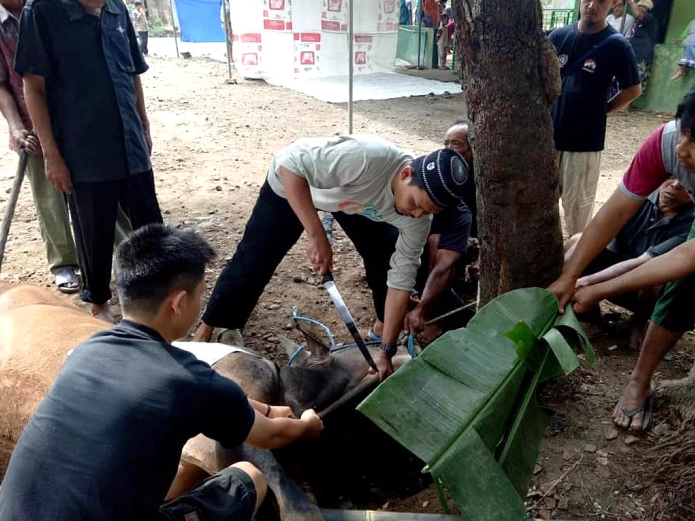 Pedoman Penyembelihan Kurban: Kesejahteraan dan Kebersihan
