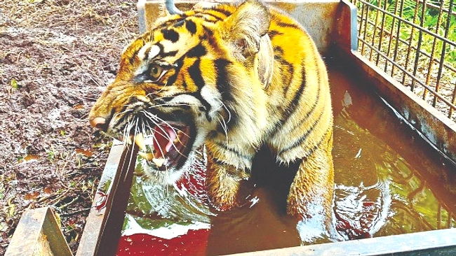 Pekerja HTI Riau Tewas Diterkam Harimau