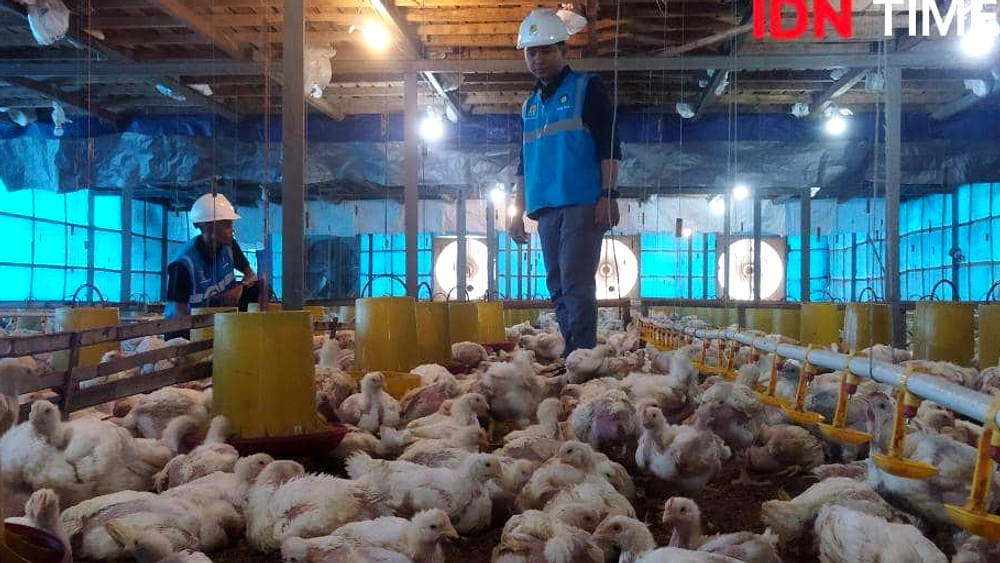 Pemadaman Listrik di Jateng Ancam Peternak Ayam