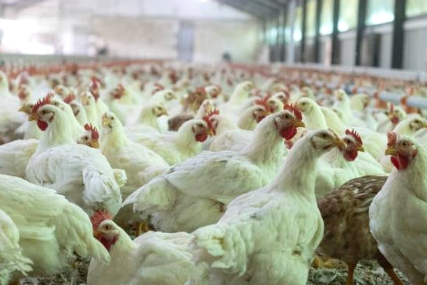 Pemerintah Tetapkan Harga Patokan Ayam Rp 19.500 dan Telur Rp 24.000