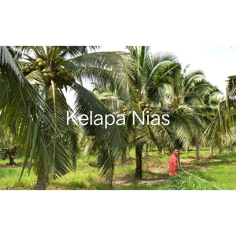 Pemkab Nias Selatan Pengadaan Bibit Babi Rp 551,76 Juta