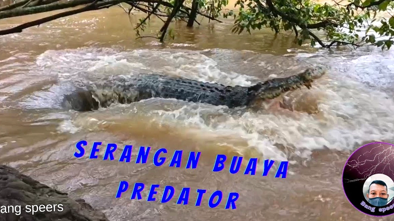 Pemuda Bandung Tewas Diseret Buaya di Hari Ulang Tahun