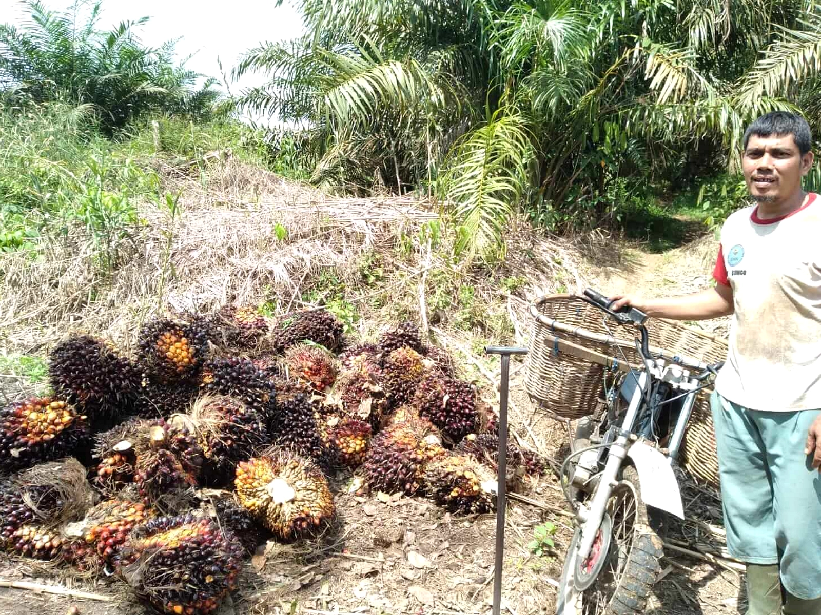 Pencurian Sawit di Sumut Meningkat, Kerugian Capai Ratusan Juta